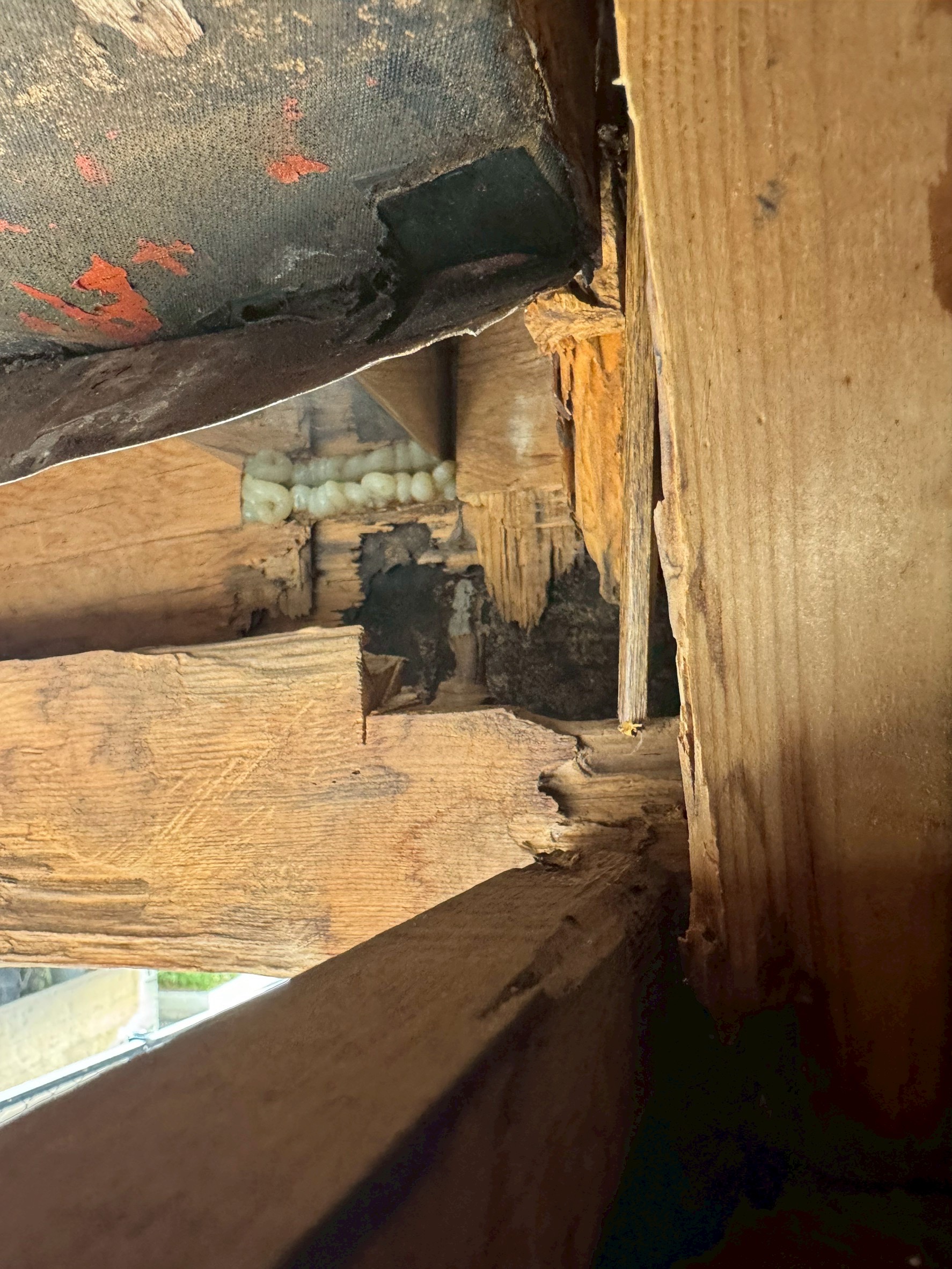 横浜市旭区｜施工したばかりのバルコニー防水が膨れたら。逆勾配と下塗り材の選定ずれで、木部腐朽と白アリまで進んだ雨漏り調査🐣