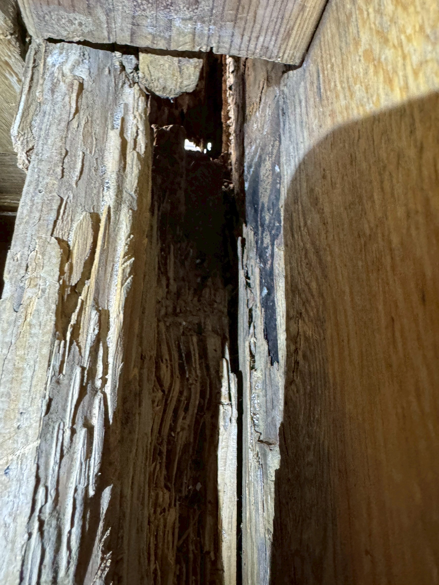 横浜市旭区｜施工したばかりのバルコニー防水が膨れたら。逆勾配と下塗り材の選定ずれで、木部腐朽と白アリまで進んだ雨漏り調査🐣